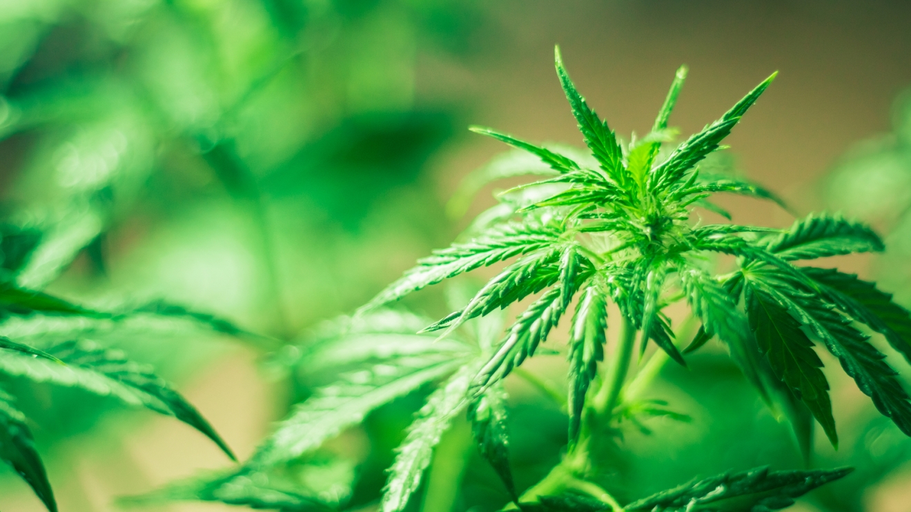Jak zainwestować w marihuanę? Wartość tego rynku potroi się w ciągu najbliższych pięciu lat
